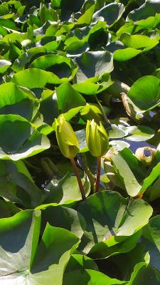 Прикрепленное изображение: 7nPi9NyScDc.jpg